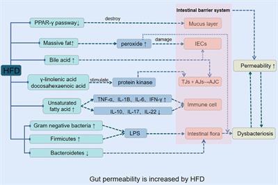 Research progress of gut microbiota and obesity caused by high-fat diet